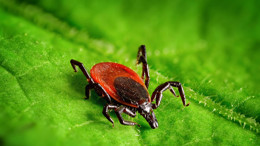 Etimesgut'ta “Kene” endişesi asılsız çıktı: Belediyeden resmî açıklama