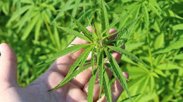 Tıbbi Kenevir nedir, ne işe yarar? Sağlıktaki yeri ve faydaları nelerdir?