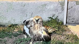 Kırşehir’de yaralı bulunan kızıl şahin, yetkililerin koruyucu kanatları altında