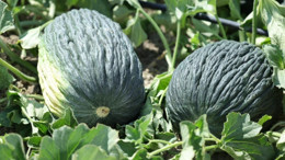 Kahramankazan'da on yıl aradan sonra kavun hasadı başlıyor!