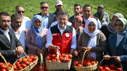 Bakan Yumaklı, Ankara Ayaş'ta Domates Hasadına Katıldı