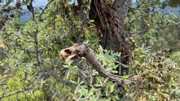 Kızılcahamam Salın Yaylası’nda ayı ve kurt paniği!