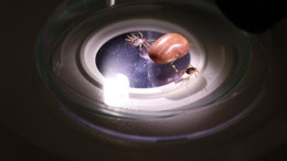 Sonbaharın, kenelerle mücadelede önemi vurgulandı