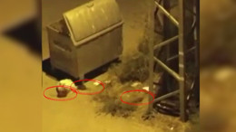 Ankara'da o ilçede fare paniği!