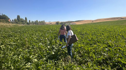 Gözü tarlada, eli üreticide! Etimesgut’ta pancar denetimi