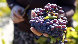 Beypazarı’nda hasat coşkusu: Üzümler pekmeze dönüşüyor