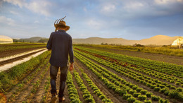 Çiftçinin enflasyonu durmadı: Meyve fiyatları uçtu!