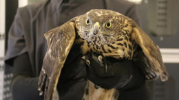 Yaralı yırtıcı kuş kliniğe getirildi: Veterinerden müdahale uyarısı