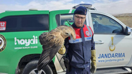 Yozgat’ta yaralı kızıl şahine, HAYDİ ekipleri kanat gerdi