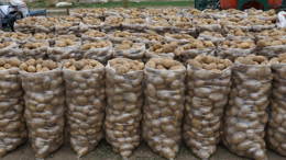 Bakanlık market market araştırdı: Patatesin fiyat sırrı çözüldü