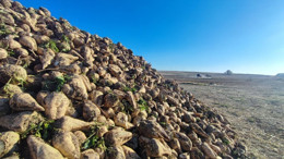 Yozgat tarlalarında 6 aylık emeğin tatlı hasadı: Şeker pancarı mesaisi devam ediyor