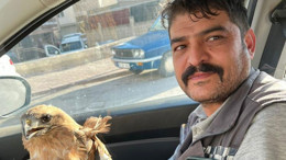 Kırşehir’de yaralı şahin bulundu