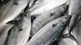 Ankara’da kaçak avcılığa ağır fatura: 1.6 milyon TL ceza kesildi!