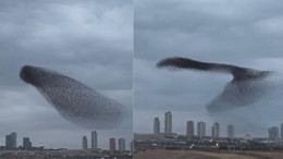 Ankara gökyüzünde muhteşem dans: Sığırcık sürüsü gün batımını şölene çevirdi!