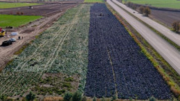 Beypazarı'nda 'mor' mesai