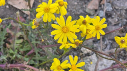 Yozgat'ta kasım sürprizi: Kar beklerken "Kanaryaotu" çiçek açtı!