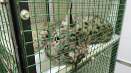 Yozgat'ta nesli tükenme tehlikesinde olan vaşak kurtarıldı! Ankara'ya getirilecek