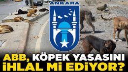 Ankara'da büyük skandal! ABB, köpek yasasını ihlal mi ediyor?