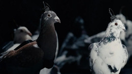 Her gördüğünüz kuşu, kuş sanmayın! Black Mirror senaryosu Moskova’da gerçek oldu