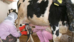 Bala’da süt üretimi alarm veriyor: "Toplama merkezi yetersiz"