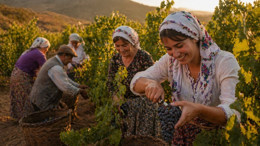 Kalecik karası ile bağ turizmi yükseliyor: Yeni rota mı?