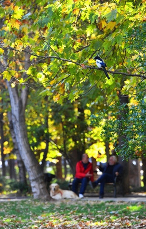 Ankara’da sonbahar bir başka güzel - Resim: 6