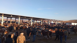 Yozgat'ta kapanan hayvan pazarları yeniden açıldı
