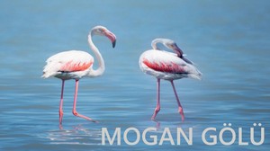 Mogan Gölü Rehberi: Nerede, Ne Yapılır, Nasıl Gidilir?