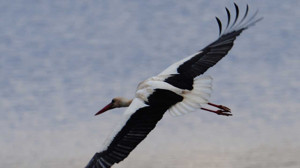 Kırıkkale’de baharın habercisi leylekler Karaahmetli Köyünde görsel şölen sunuyor