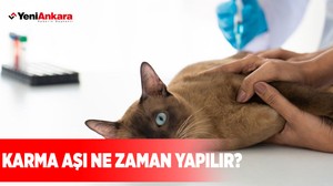 Karma Aşı Ne Zaman Yapılır?