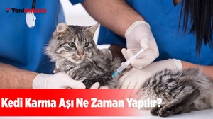 Kedi Karma Aşı Ne Zaman Yapılır?