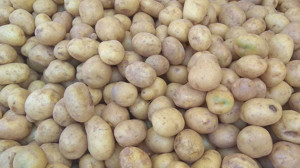 Nallıhan Belediyesinden üreticiye yüzde 50 hibeli patates tohumu desteği