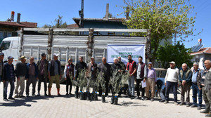 Nallıhan’da zeytin fidanı dağıtımıyla tarıma destek sürüyor