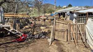 Kırıkkale’de kurt saldırısı: 25 küçükbaş hayvan telef oldu