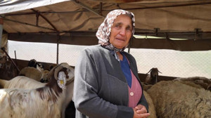 Kırıkkale’de kurt dehşeti: 24 koyun telef oldu!