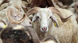 Şereflikoçhisar Belediyesinden Kurban Bayramı müjdesi! Randevular başladı