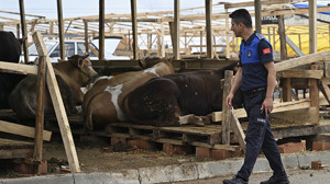 Kurbanlık Telaşı Başkentte Başladı: Çimşit Pazarı Hareketli