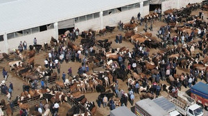 Ankara Çubuk’ta Canlı Hayvan Pazarı kapılarını açtı! Kurban kesim fiyatları belli oldu