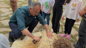 Altınköy’de koyunlara 'bayram tıraşı' geleneği yaşatıldı