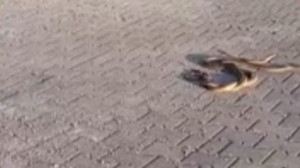 Karşıyaka Mezarlığı’nda yılan paniği!