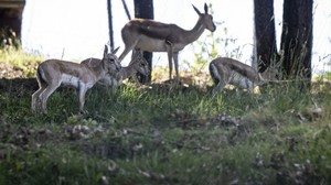 Altınköy’de Ceylan Sevinci: Üç Yavru Doğdu, Biri “Zıpır” Oldu