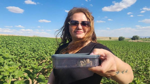 Kırşehir’de nadide bir bitki olan 'yamyam tombul çekirge' görüldü