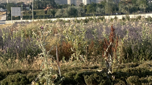 AK Partili isimlerden Mesut Özarslan'a 'Lavanta Bahçesi' tepkisi!