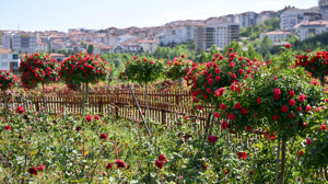 Altınköy Gül Bahçesi, Ankaralı fotoğraf tutkunlarının yeni gözdesi oldu