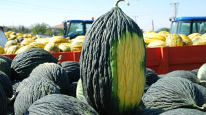 ATA tohumu toprakla buluştu, Kazan kavunu yeniden hayat buluyor