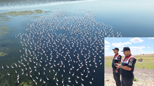 Yozgat’ta flamingolar jandarma gözetiminde