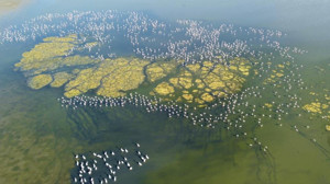 Yozgat’taki Gelingüllü Barajı, göçmen kuşların cazibe merkezi oldu