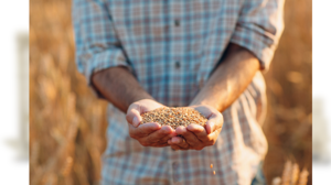 Akyurt'ta tohum eleme başladı: Randevulu sistem devrede