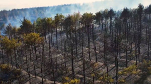 Eymir Gölü yangını söndürüldü: Başkan Odabaşı'ndan önemli çağrı