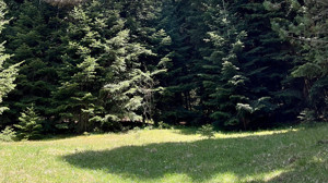 Kızılcahamam'da 680 ağacın kesilmesi önlendi!